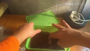 Садим траву для кошек *7 трав*