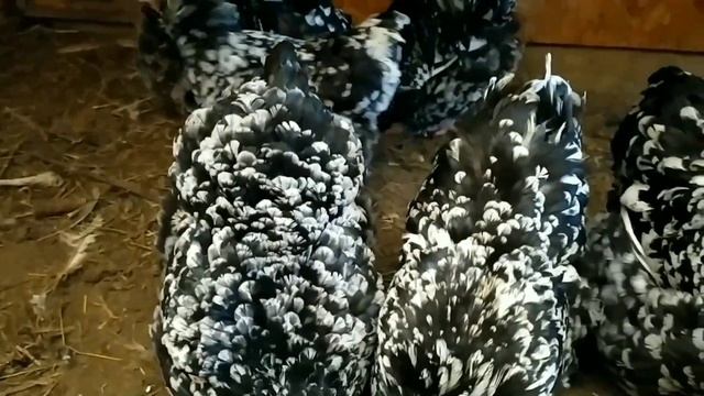 Инкубация /Ремонт инкубатора/ Наша птица часть 1. смотреть онлайн