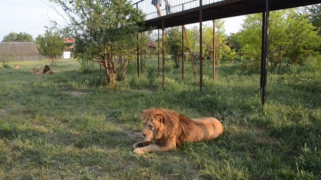 Тайган в Крыму смотреть онлайн