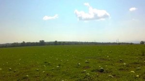 гибрид арбуза Тамерлан Темрюк 2018