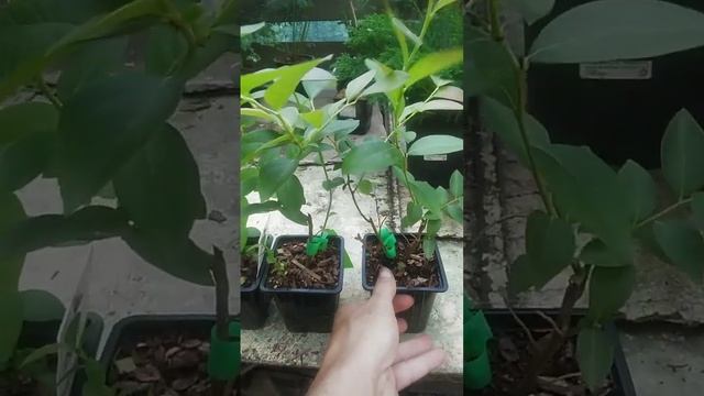 Голубика Чандлер 2 года смотреть онлайн