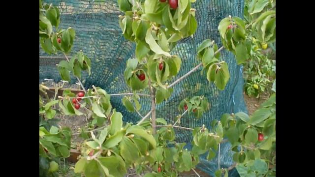 кизил Лукьяновский первый урожай смотреть онлайн