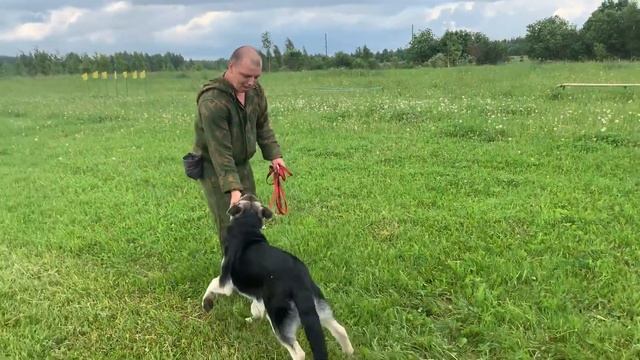Дрессировка щенка с нуля (День 5) смотреть онлайн