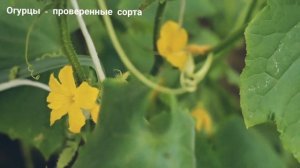 ОГУРЦЫ - ЛУЧШИЕ СОРТА для ПОСАДКИ. Лучшие сорта и гибриды F1 огуров, устойчивые к болезням, теплица
