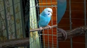 попугай рыгает зёрнами