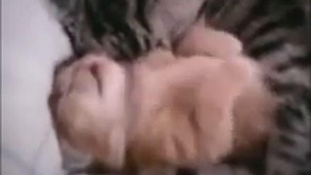 КОШКА МАМА ОБНИМАЕТ СВОЕГО КОТЕНКА.wmv смотреть онлайн
