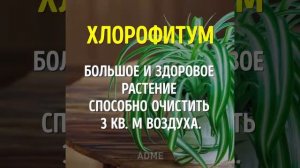 Какие растения необходимо иметь в доме!