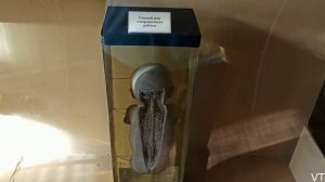 Государственный биологический музей имени К.А. Тимирязева. 14.04.2022.avi