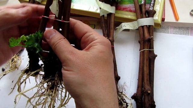 ??Картофельный корневин удивил. Проращивание черенков винограда. Виноград.