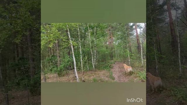 Тобик с нами...веники для бани... смотреть онлайн