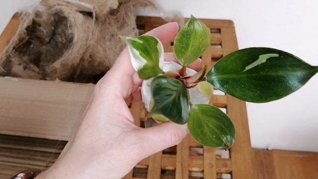 Распаковочка и пересадочка ? смотреть онлайн