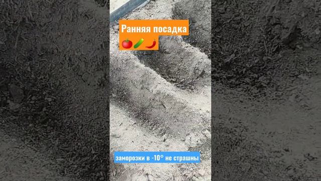 Самая ранняя посадка помидор, огурцов и перца. Защита от заморозков в -10° #рассада #сад #огород