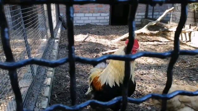 ЗООПАРК в ЧЕРКАССАХ,видео 1 #зоопарк#животные#Черкассы смотреть онлайн