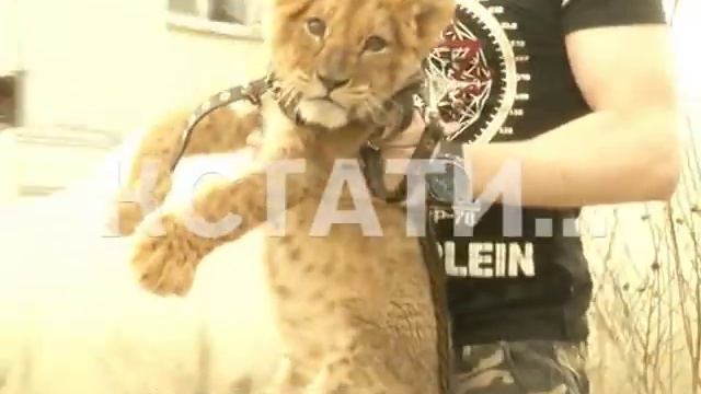 Настоящую львицу в качестве домашнего животного завел житель Сормовского района смотреть онлайн
