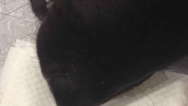 Щепка в носу смотреть онлайн