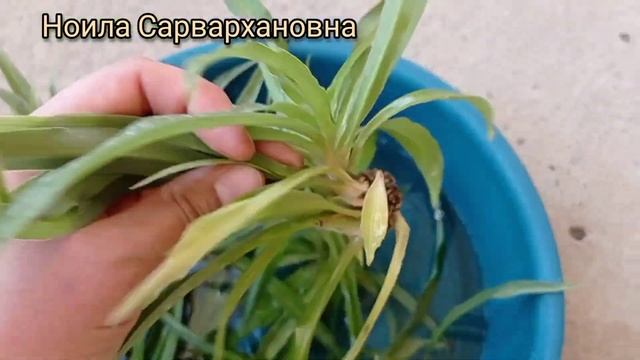 Как размножать хлорофитум? Хлорофитум гулини купайтириш