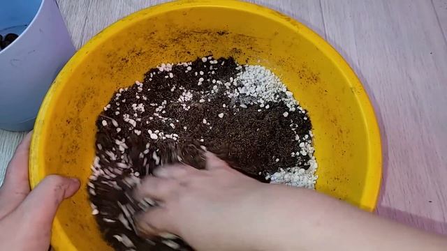 Пересадка ЗАМИОКУЛЬКАСА, чтобы листьев стало больше, чтобы активировать рост смотреть онлайн