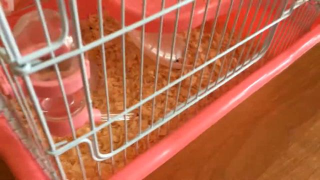 ***КАК УСТРОИЛИСЬ В НОВОЙ КЛЕТКЕ?***ПОНРАВИЛОСЬ ЛИ ХОМЯКУ?***KNOPA CHANEL*** смотреть онлайн