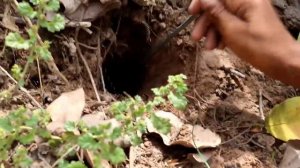 Очень умные мальчики поймают лягушек из глубокой дыры