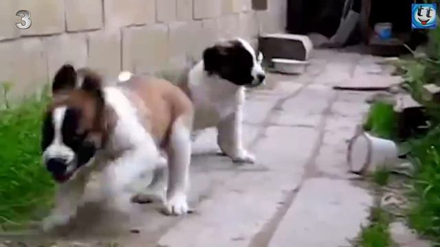 Лучшие Охранные Породы Собак, Которые Отдадут Жизнь За Хозяина