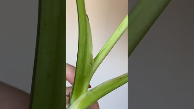 Update on this large form Monstera deliciosa Aurea - PART 1 #variegatedplants #plantcare