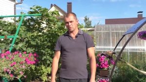 Подкормка винограда на основе золы.
