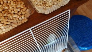 Обзор гигиенических наполнителей в клетку хомяка.