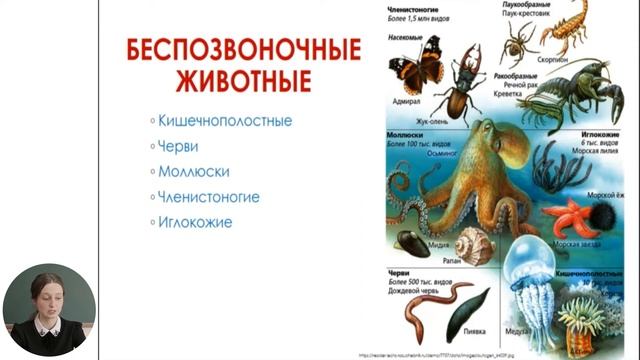 Познание мира, 5-й класс, Разнообразие животных смотреть онлайн