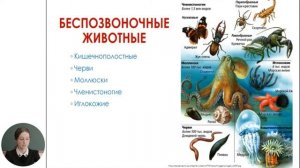 Познание мира, 5-й класс, Разнообразие животных