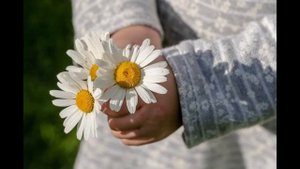 Обойду стороной я ромашку.