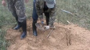 охота на енота с ягтерьером(часть2)