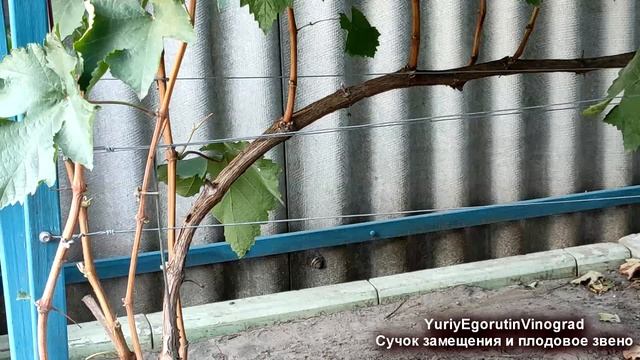 ? Как работает СУЧОК ЗАМЕЩЕНИЯ на винограде. Почему НИКТО НЕ ПОКАЗЫВАЕТ такую КЛАССИЧЕСКУЮ обрезку.
