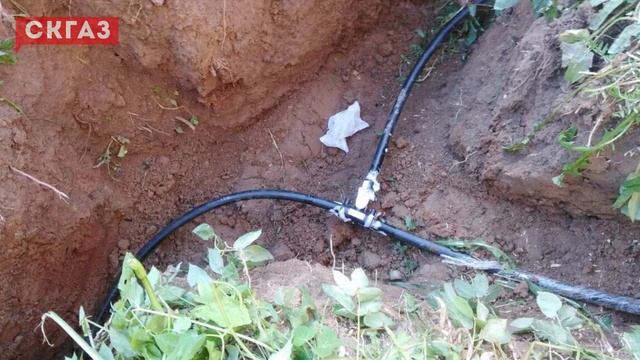 Можно ли сажать деревья рядом с газгольдером? | Автономная газификация