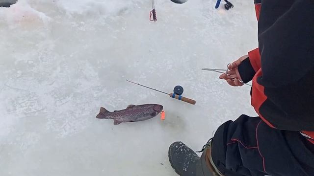 Светлые Горы Форель 1. 08.03.2023 смотреть онлайн