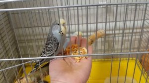 Приручаю двоих самочек волнистого попугая || Предлагаю мешанку ?