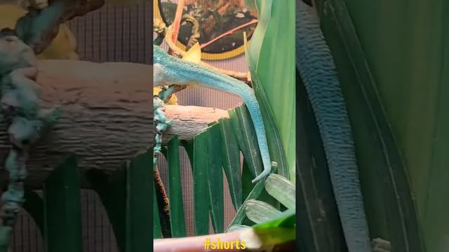 Tahoe [317] | Spike chameleon pet yawning [4k] смотреть онлайн