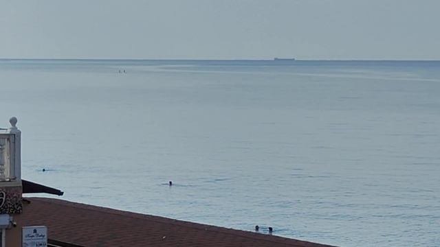 Дельфины Новомихайловский