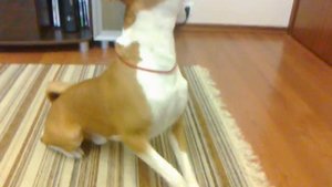 Басенджи поет