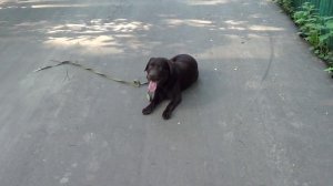 Дрессировка лабрадора http://dogclass.ru/