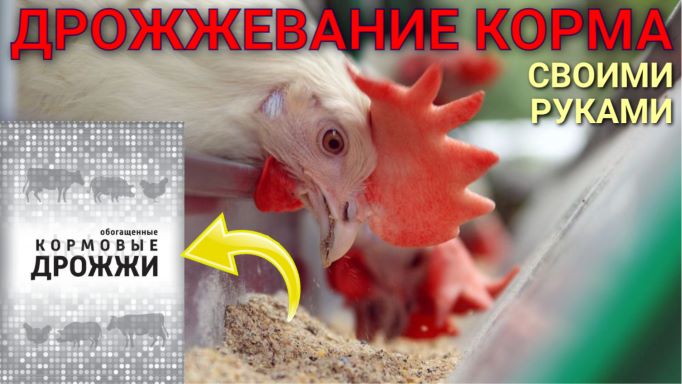 Кормовые дрожжи для кур. Дрожжевание комбикорма, белок, аминокислоты