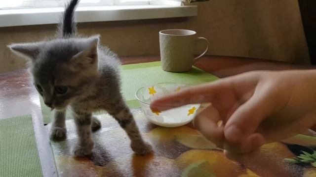 Смешной Котенок Макс, кролик Баффи и домашние животные смотреть онлайн