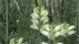 Minnesota Native Plant - White Turtlehead (Chelone Glabra)