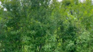 ПМЖ НА ДАЧУ I КАК ВЫГЛЯДЯТ ЛИТОВСКИЕ ДАЧИ I КАКОВЫ ЦЕНЫ I Как живут в Литве.