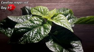 Каролина Рипер красная. Дни 61-75. Рост перца.