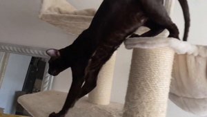 Ориентальный кот Кай🐈⬛lСмешные котыlПриколы с котами