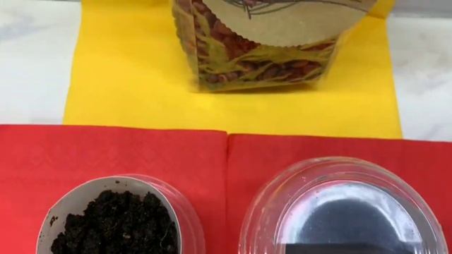 КЕДР СИБИРСКИЙ ИЗ ОРЕШКА /How to grow pine nuts from home /ПРАКТИЧЕСКИЙ ОПЫТ