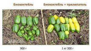 Биоприлипатель для опрыскивания растений