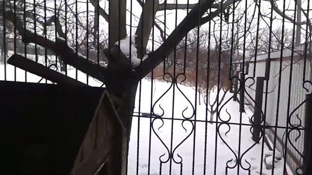 Как работает автоматика Comunello зимой (Видеоотзыв 2, часть 1) смотреть онлайн