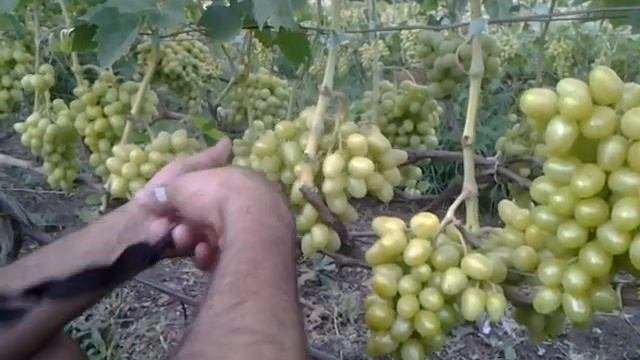 Прореживание гроздей винограда