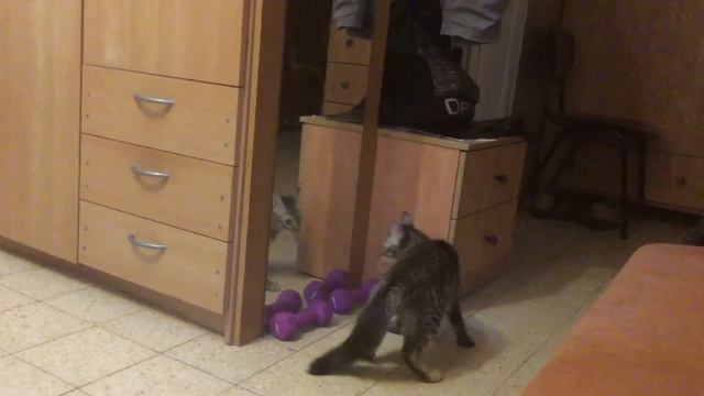 cat attacks the mirror - кошка нападает на зеркало - Israel , 2020 смотреть онлайн